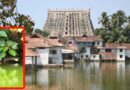 A new crocodile spotted in the corner of Anantapadmanabha Swamy temple